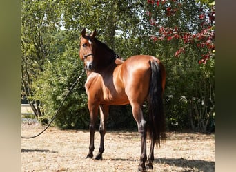 PRE Mix, Hengst, 4 Jaar, 171 cm, Roodbruin