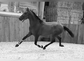 PRE Mix, Hengst, 4 Jaar, 171 cm, Roodbruin