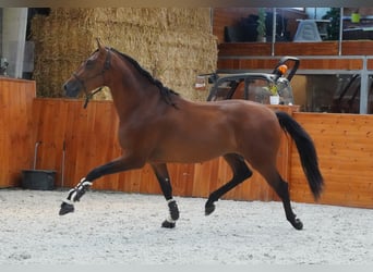PRE Mix, Hengst, 4 Jaar, 171 cm, Roodbruin