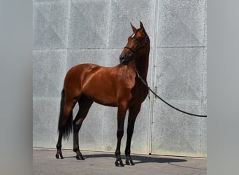 PRE Mix, Hengst, 4 Jaar, 171 cm, Roodbruin
