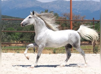 PRE Mix, Hengst, 4 Jaar, 171 cm, Schimmel