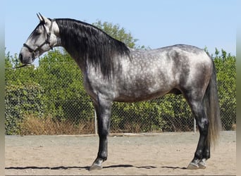 PRE Mix, Hengst, 4 Jaar, 171 cm, Schimmel