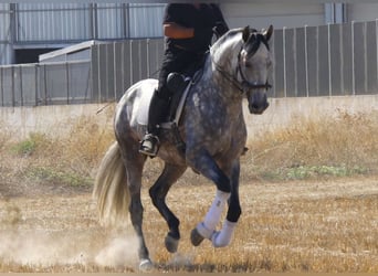 PRE Mix, Hengst, 4 Jaar, 171 cm, Schimmel