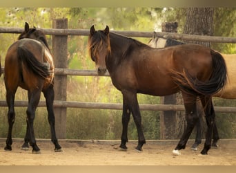 PRE Mix, Hengst, 4 Jaar, 172 cm, Bruin