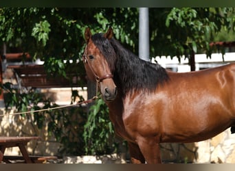 PRE Mix, Hengst, 4 Jaar, 172 cm, Bruin