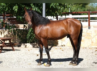 PRE Mix, Hengst, 4 Jaar, 172 cm, Bruin