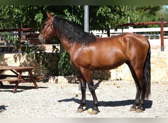 PRE Mix, Hengst, 4 Jaar, 172 cm, Bruin