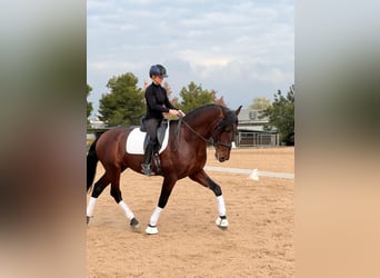 PRE Mix, Hengst, 4 Jaar, 172 cm, Donkerbruin