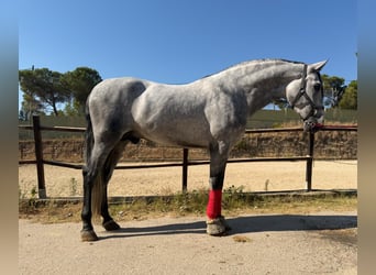 PRE, Hengst, 4 Jaar, 172 cm, Schimmel