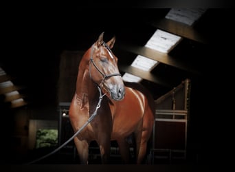 PRE Mix, Hengst, 4 Jaar, 173 cm, Roodbruin