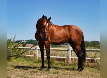 PRE Mix, Hengst, 4 Jaar, 173 cm, Roodbruin