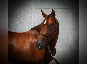 PRE Mix, Hengst, 4 Jaar, 173 cm, Roodbruin