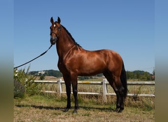 PRE Mix, Hengst, 4 Jaar, 173 cm, Roodbruin