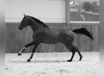 PRE Mix, Hengst, 4 Jaar, 173 cm, Roodbruin