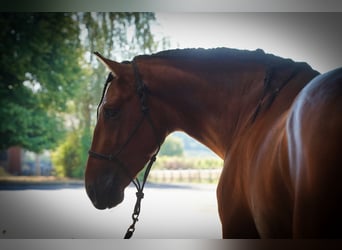 PRE Mix, Hengst, 4 Jaar, 173 cm, Roodbruin