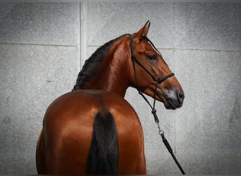 PRE Mix, Hengst, 4 Jaar, 173 cm, Roodbruin