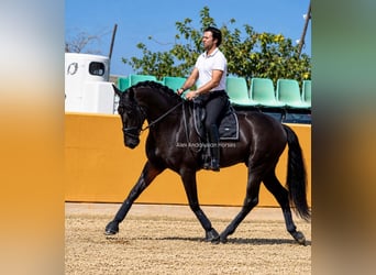 PRE Mix, Hengst, 4 Jaar, 173 cm, Zwart