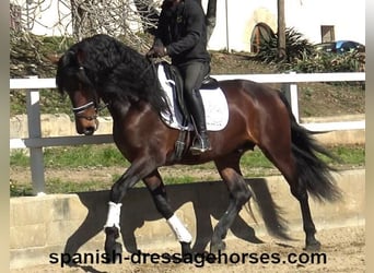 PRE Mix, Hengst, 4 Jaar, 174 cm, Bruin