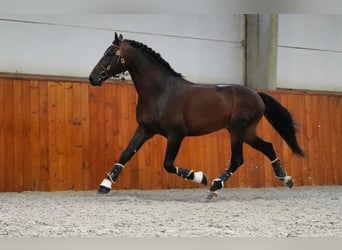 PRE Mix, Hengst, 4 Jaar, 176 cm, Donkerbruin