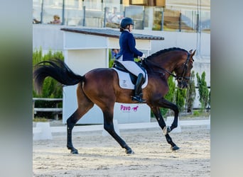 PRE Mix, Hengst, 4 Jaar, 178 cm, Bruin