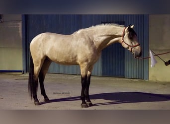 PRE Mix, Hengst, 4 Jaar, 178 cm, Falbe