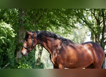 PRE, Hengst, 4 Jaar, Brauner
