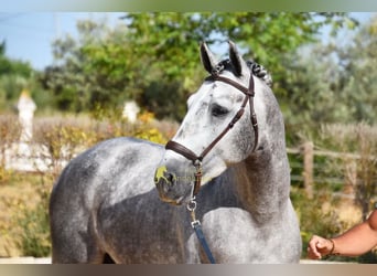 PRE, Hengst, 4 Jaar, Schimmel