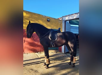 PRE Mix, Hengst, 4 Jaar, Zwart