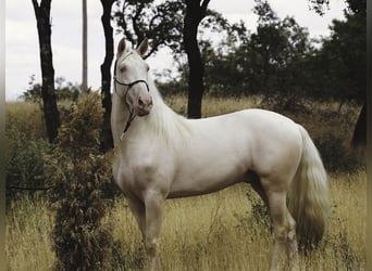 PRE Mix, Hengst, 4 Jahre, 147 cm, Cremello