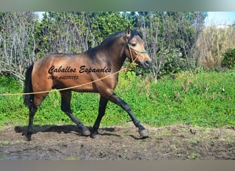 PRE Mix, Hengst, 4 Jahre, 149 cm, Buckskin