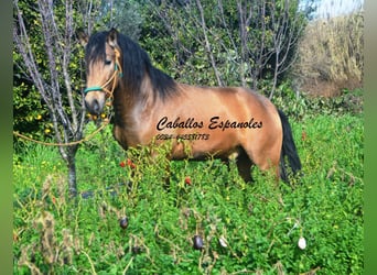 PRE Mix, Hengst, 4 Jahre, 149 cm, Buckskin