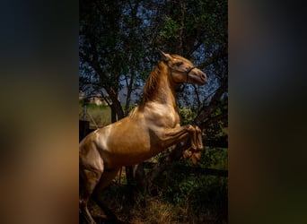 PRE Mix, Hengst, 4 Jahre, 150 cm, Pearl