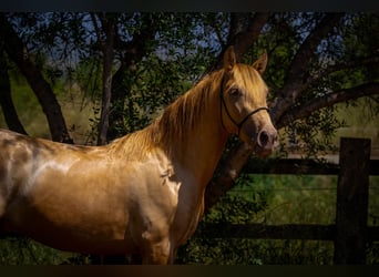 PRE Mix, Hengst, 4 Jahre, 150 cm, Pearl