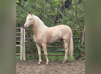 PRE Mix, Hengst, 4 Jahre, 154 cm, Palomino