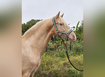 PRE Mix, Hengst, 4 Jahre, 154 cm, Palomino