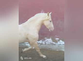 PRE Mix, Hengst, 4 Jahre, 154 cm, Palomino
