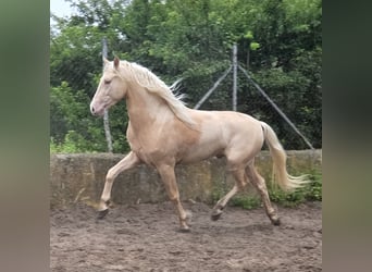 PRE Mix, Hengst, 4 Jahre, 154 cm, Palomino