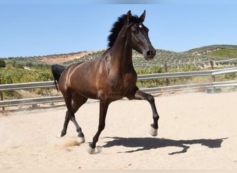 PRE, Hengst, 4 Jahre, 154 cm, Rappe