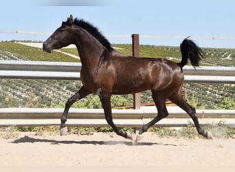 PRE, Hengst, 4 Jahre, 154 cm, Rappe
