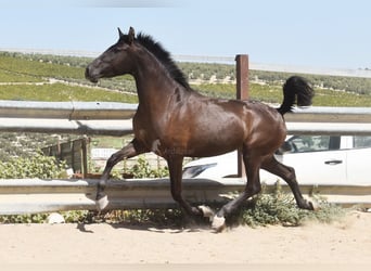 PRE, Hengst, 4 Jahre, 154 cm, Rappe