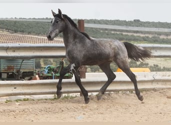 PRE Mix, Hengst, 4 Jahre, 154 cm, Schimmel