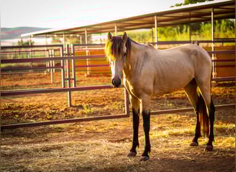 PRE Mix, Hengst, 4 Jahre, 155 cm, Buckskin