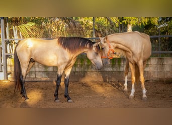 PRE Mix, Hengst, 4 Jahre, 155 cm, Buckskin