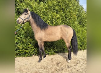 PRE Mix, Hengst, 4 Jahre, 155 cm, Falbe