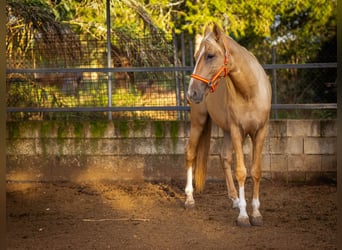 PRE, Hengst, 4 Jahre, 155 cm, Palomino