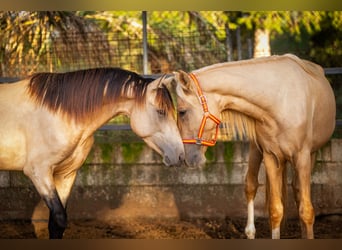 PRE, Hengst, 4 Jahre, 155 cm, Palomino