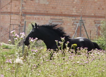 PRE, Hengst, 4 Jahre, 155 cm, Rappe