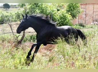 PRE, Hengst, 4 Jahre, 155 cm, Rappe