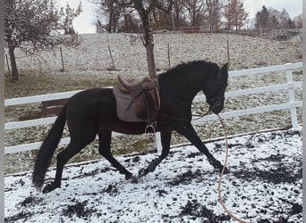 PRE, Hengst, 4 Jahre, 155 cm, Rappe
