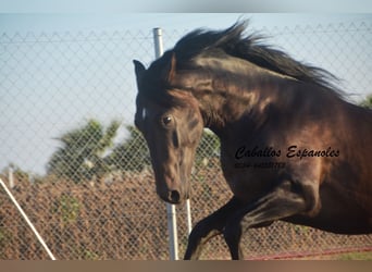 PRE, Hengst, 4 Jahre, 156 cm, Dunkelbrauner